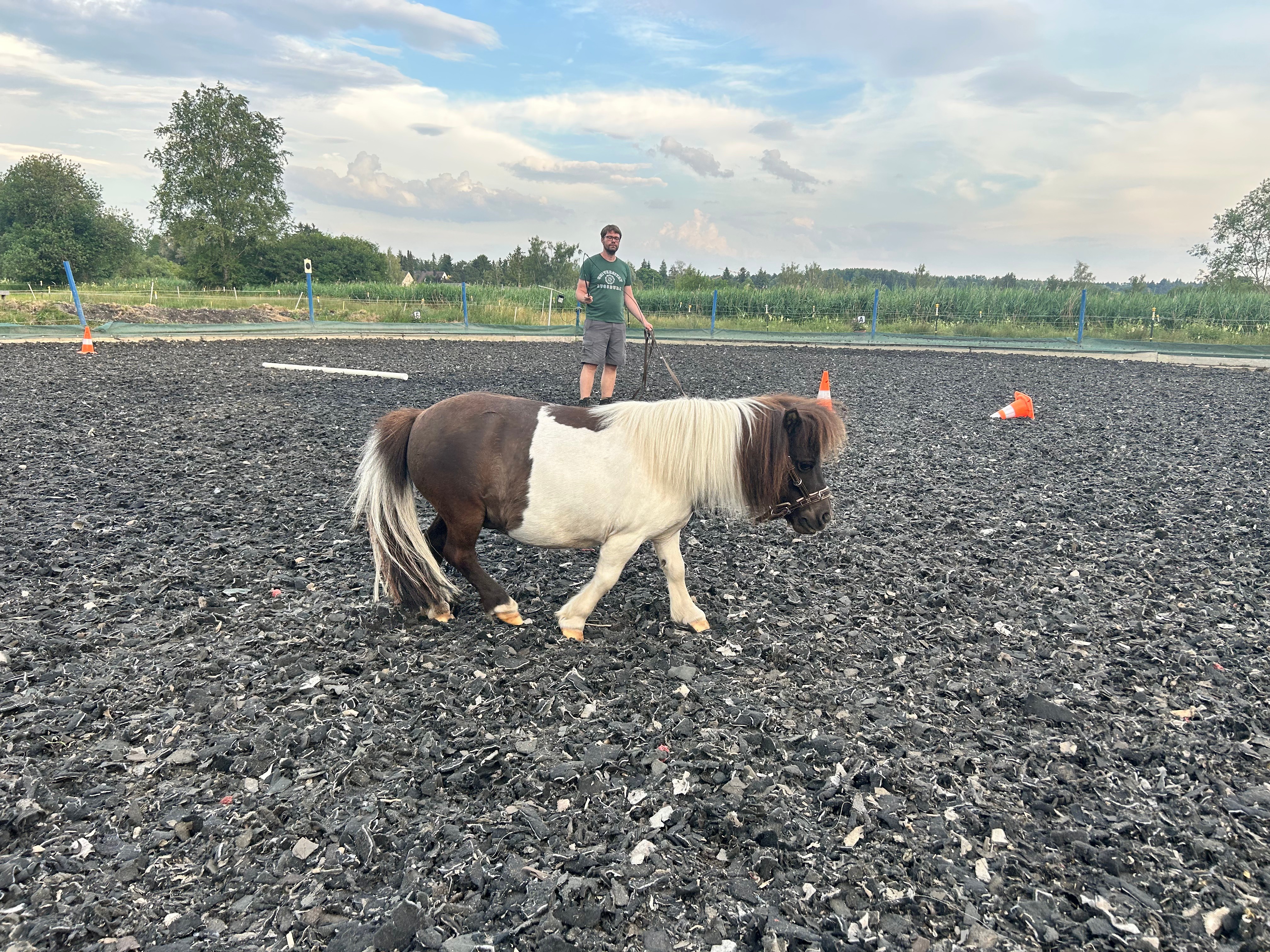 Mini-Shetland-Pony Susi