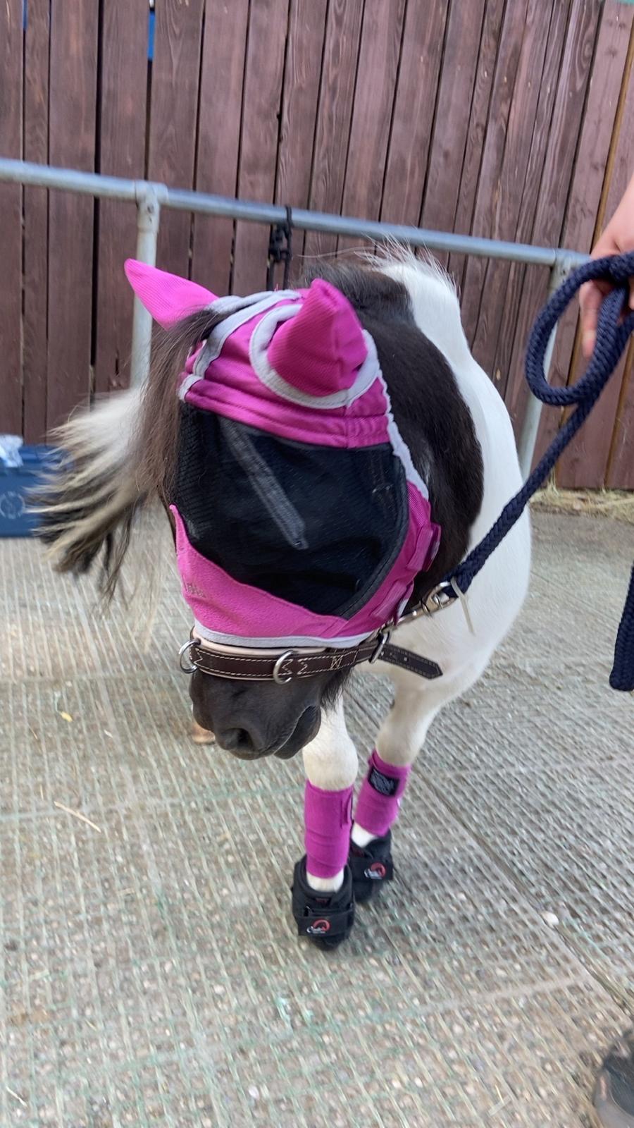 Mini-Shetland-Pony Susi